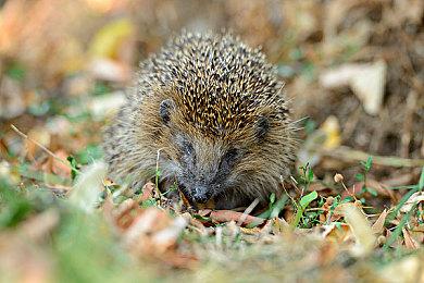 《东方：平野孤鸿》正式售价9.9元 今日正式发售